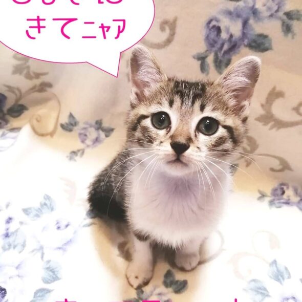 NPO団体ちーむにゃいんず公式ホームページ/愛知県の保護猫の譲渡会 